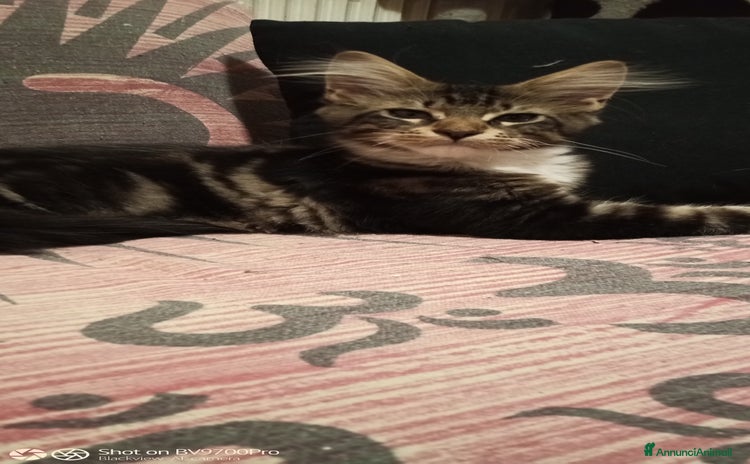 Maine Coon gatti a Città metropolitana di Milano - Annuncio 13