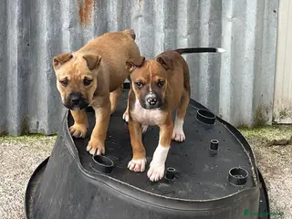 Meticcio cani ADOTTA IL TENERO MUFFIN - Annuncio 1
