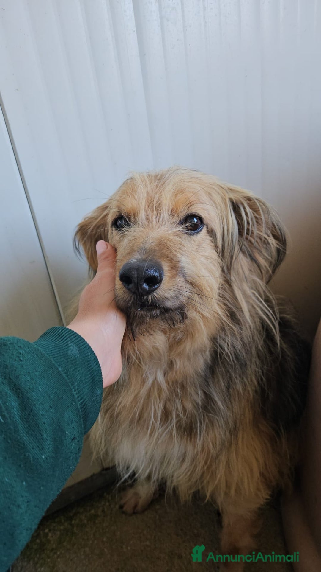 Meticcio cani in regalo: Vanny: una vita in canile, docile e socievole  - Annuncio 3