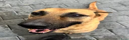 Meticcio cani in regalo: ARGO, APRI IL TUO CUORE PER LUI - Annuncio 11