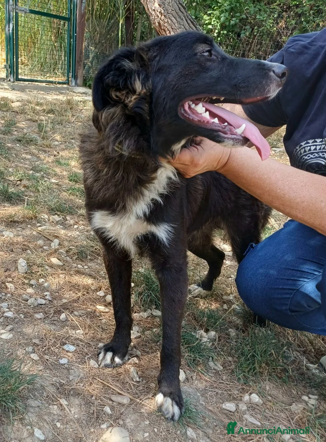 Meticcio cani in regalo: Tyson 9 mesi mix border collie  - Annuncio 4