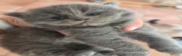 Siberiano gatti in vendita: Cuccioli di gatto siberiano - Annuncio 8