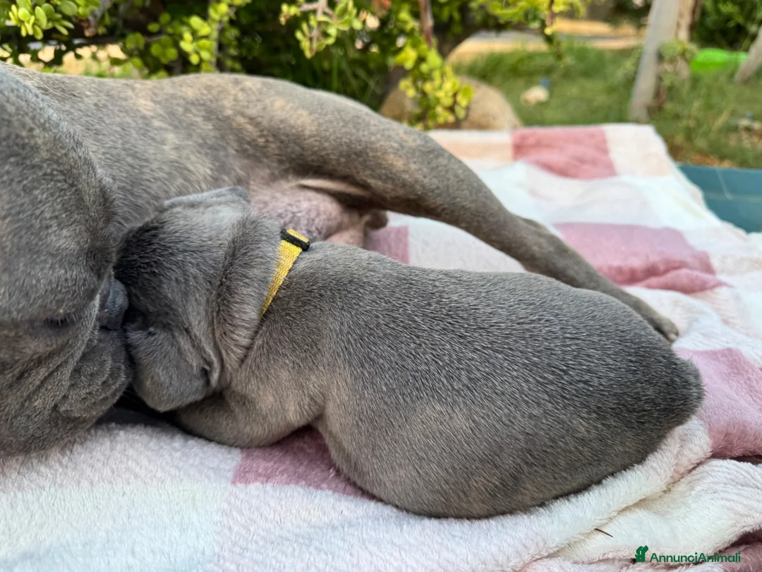 Bulldog Francese cani in vendita: Cuccioli bulldog francese  - Annuncio 27