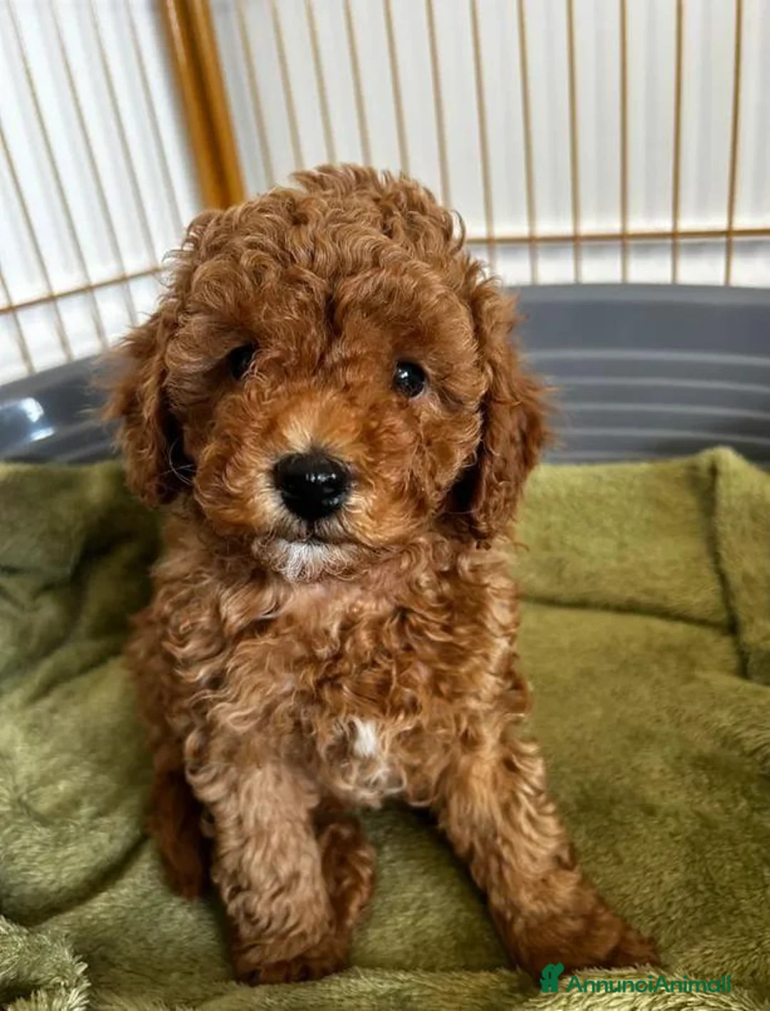 Barboncino Toy cani in vendita:  3 Adorabili Barboncini Toy a Città metropolitana di Milano - Annuncio 19