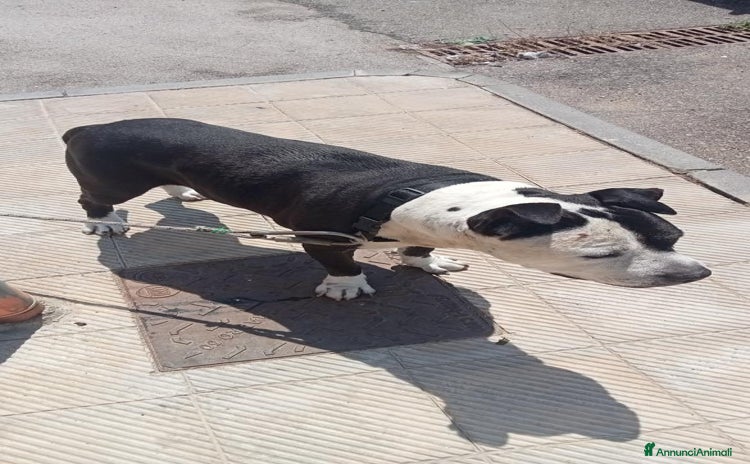 Pitbull cani a Città metropolitana di Messina - Annuncio 1