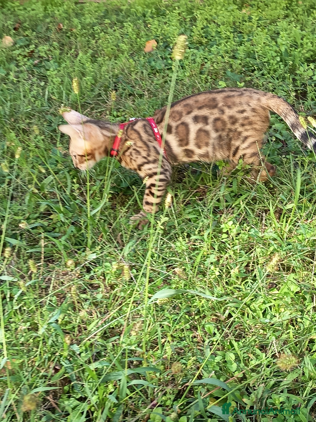 Bengala gatti in vendita: Maschietto di rara colorazione dorata 😻 - Annuncio 5