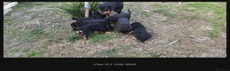 Rottweiler cani in vendita: Rottweiler  a Provincia di Modena - Annuncio 3