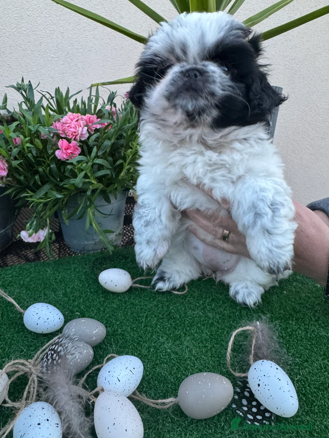 Pechinese cani in vendita: Cuccioli pechinese  - Annuncio 1