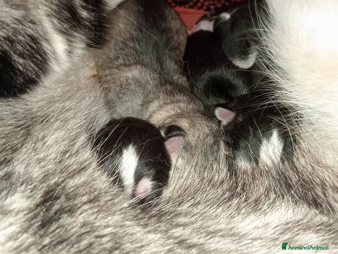 Husky cani in vendita: Cuccioli Di Siberian Husky  - Annuncio 4