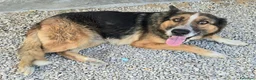 Meticcio cani in regalo: Ofelia 4 anni mix pastore tedesco  - Annuncio 7