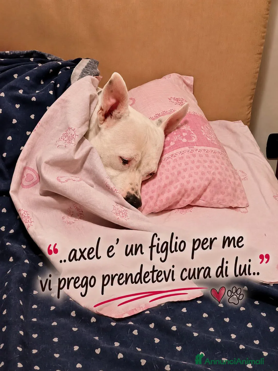 Meticcio cani in regalo: Axel 5 anni - Annuncio 1
