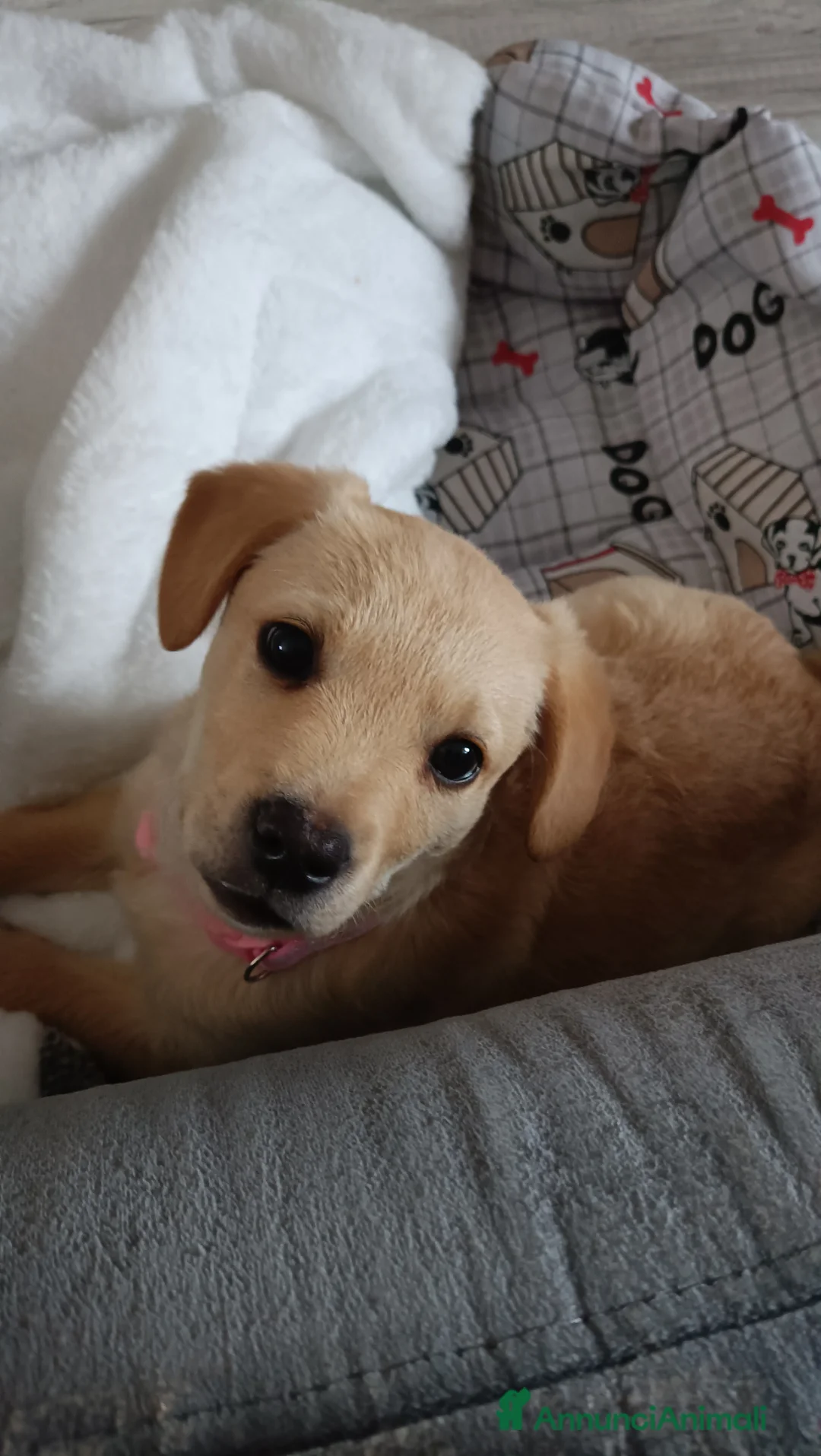 Meticcio cani in regalo: Cucciola meticcia di 3 mesi  a Città Metropolitana di Torino - Annuncio 6