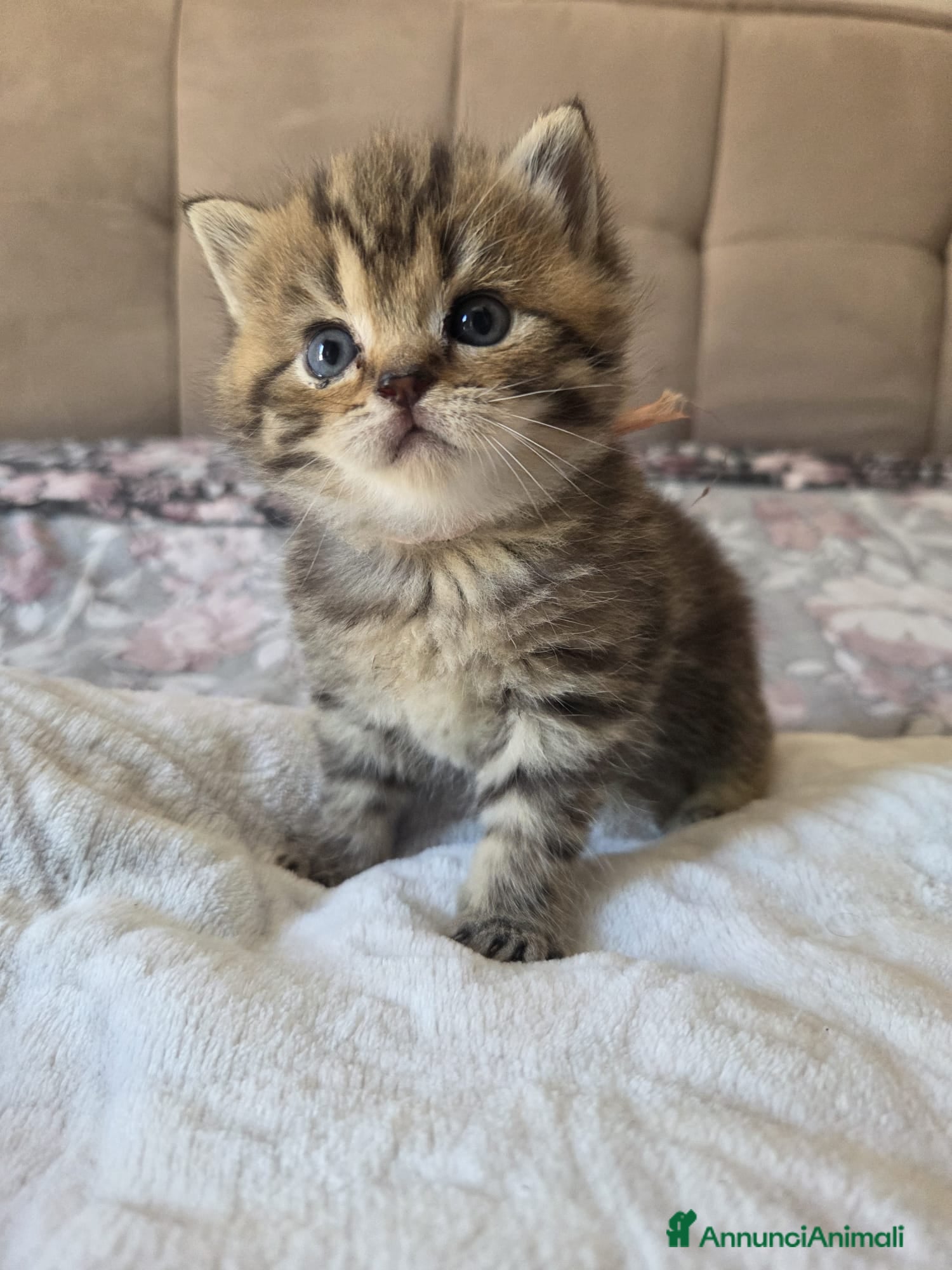 Scottish gatti Cuccioli Scottish Straight - Annuncio 1