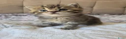 Scottish gatti in vendita: Cuccioli Scottish Straight - Annuncio 1