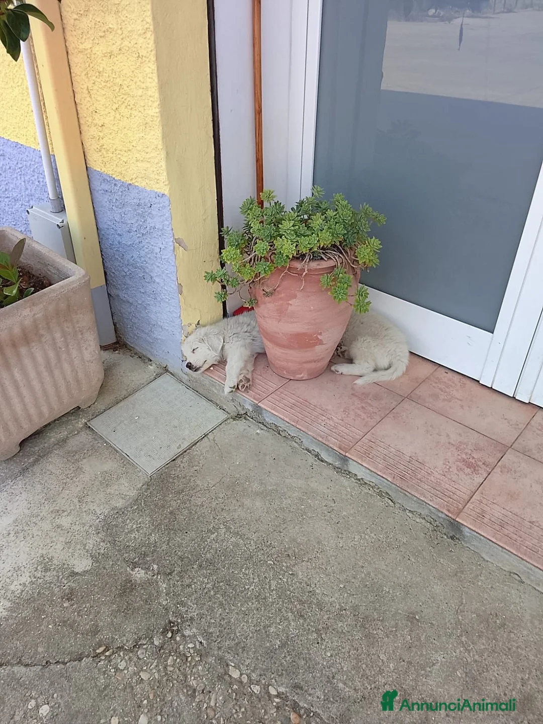 Meticcio cani in vendita: Cuccioli di pastore abruzzese  - Annuncio 2