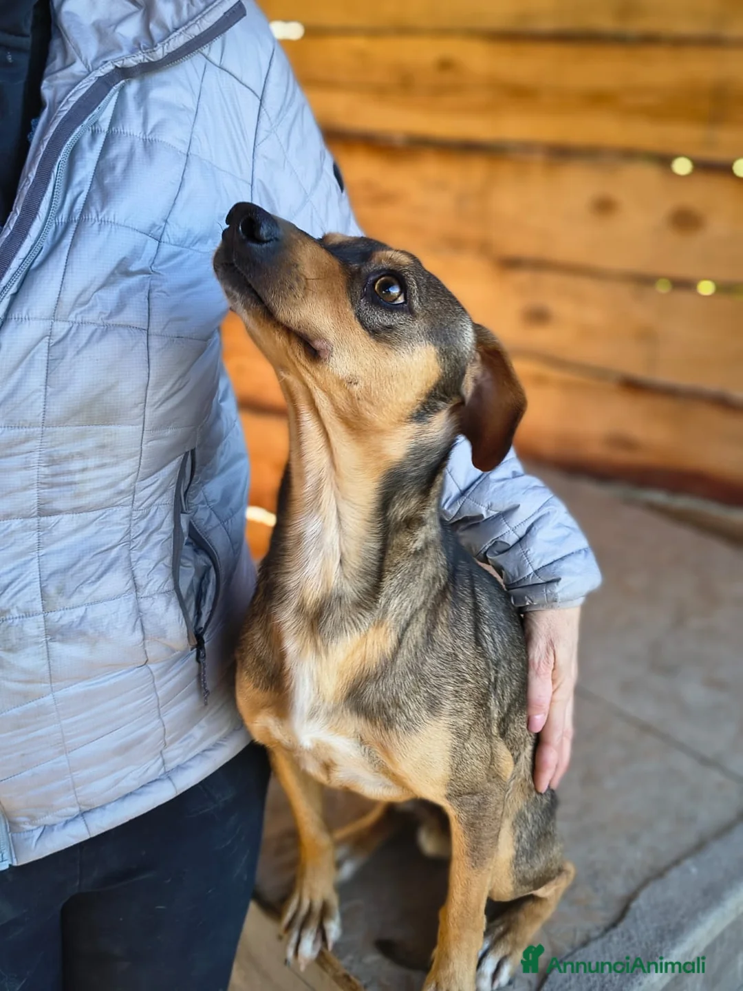 Meticcio cani in regalo: Jackson - Annuncio 2