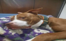 Pitbull cani in regalo: Affettuoso - Immagine 2