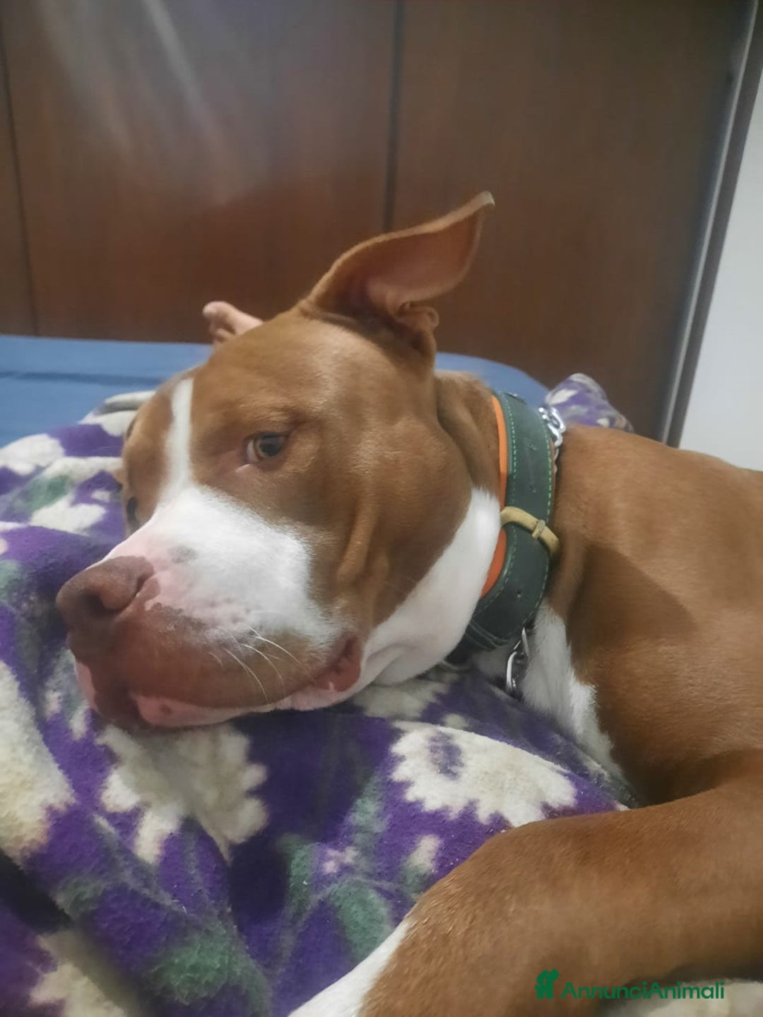 Pitbull cani in regalo: Affettuoso - Immagine 2