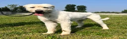 Meticcio cani in regalo: BELLE BELLISSIMO CERCA CASA - Annuncio 2