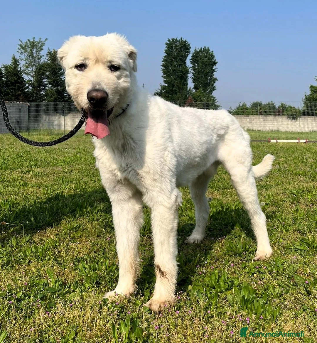 Meticcio cani in regalo: BELLE BELLISSIMO CERCA CASA - Annuncio 2