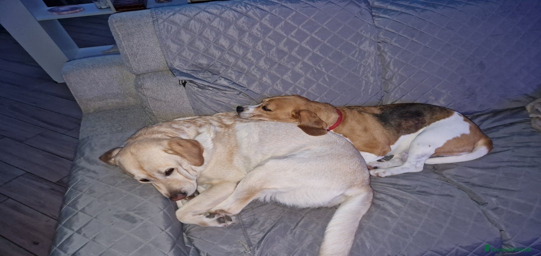 Immagine della galleria {{count}}