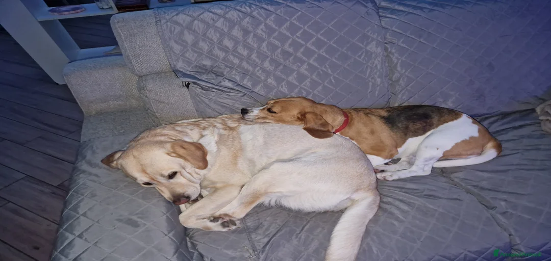 Immagine della galleria {{count}}