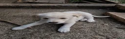 Meticcio cani in regalo: UNA MAMMA PER VIRGOLA a Provincia di Varese - Annuncio 4