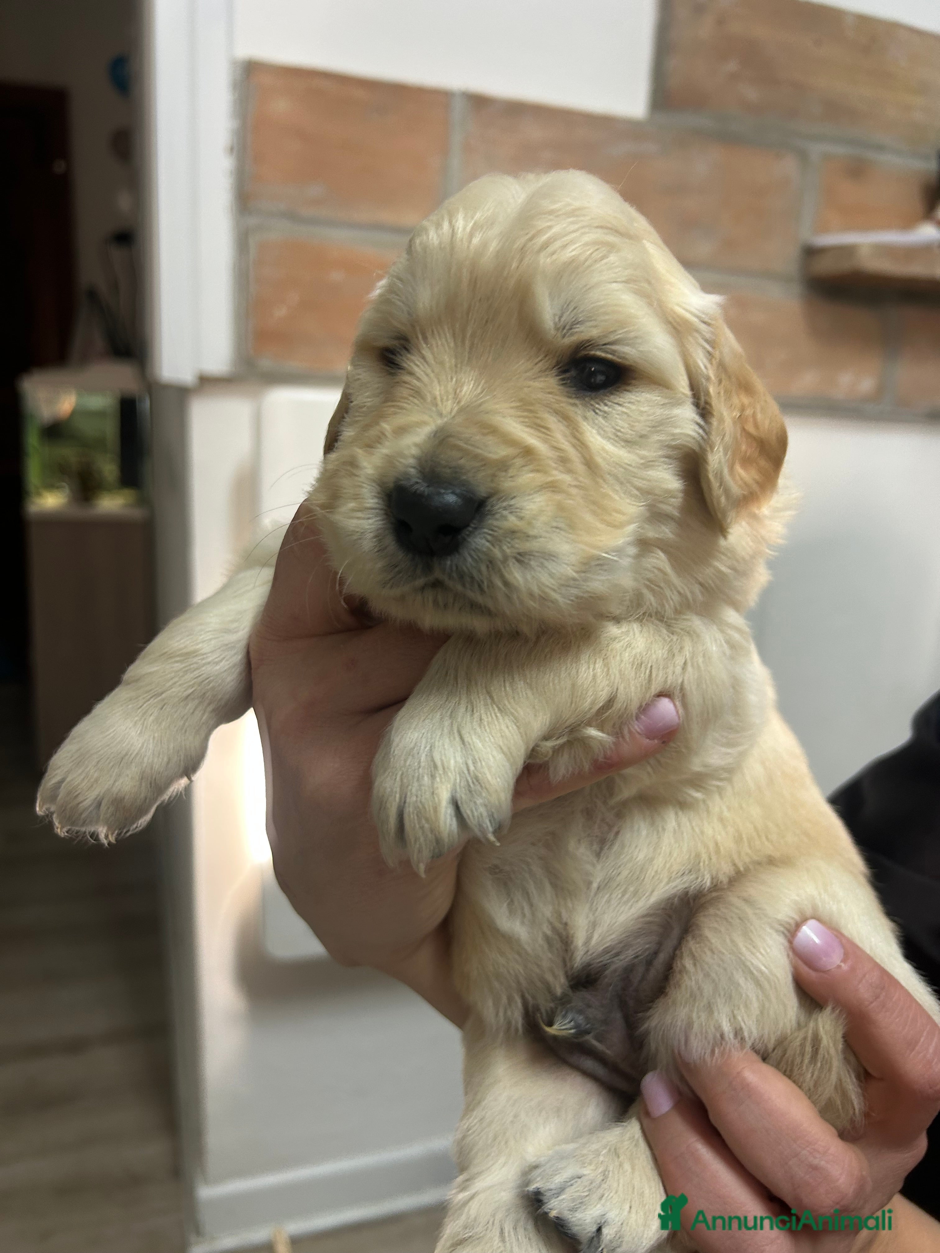 Golden Retriever cani Golden Retrivers americani  - Annuncio 18