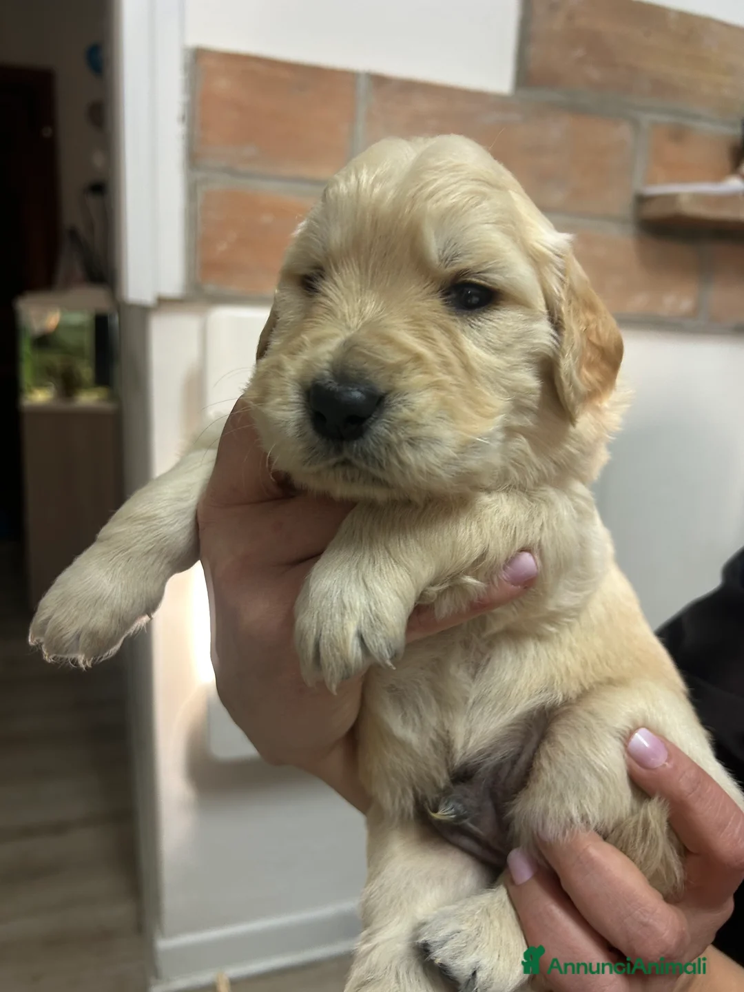Golden Retriever cani in vendita: Golden Retrivers americani  - Annuncio 1