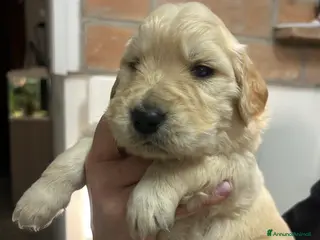 Golden Retriever cani Golden Retrivers americani - Annuncio 18