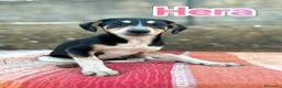 Meticcio cani in regalo: Cuccioli buttati in strada come spazzatura a Provincia di Modena - Annuncio 5