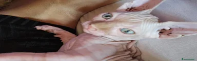 Sphynx 1