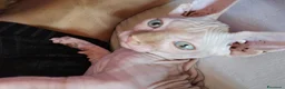 Sphynx gatti in vendita: Cuccioli sphynx in cerca di casa  a Provincia di Perugia - Annuncio 5