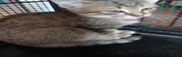 Europeo gatti in regalo: gatto cucciolo 2 mesi❤️ - Annuncio 3