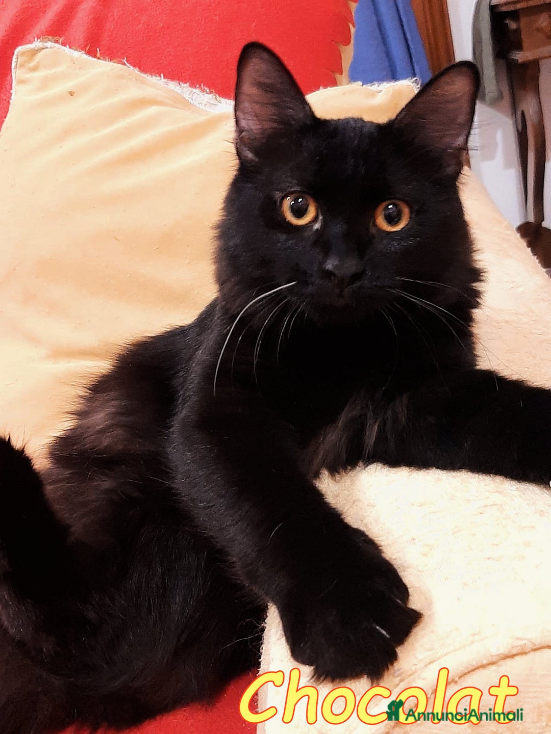 Europeo gatti in regalo: STUPENDO MCETTO PELO LUNGO - Annuncio 1