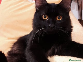 Europeo gatti STUPENDO MCETTO PELO LUNGO - Annuncio 4