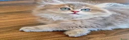 British gatti in vendita: British longhair  - Annuncio 2