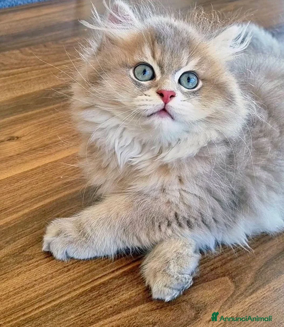 British gatti in vendita: British longhair  - Annuncio 2