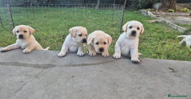 Labrador cani - Annuncio 4
