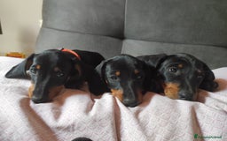 Bassotto cani in vendita: Bassottini cercano casa a Provincia di Pisa - Immagine 5