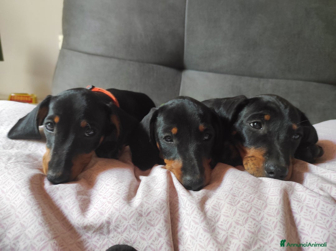 Bassotto cani in vendita: Bassottini cercano casa a Provincia di Pisa - Immagine 5