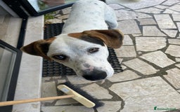 Altre razze cani in regalo: Cucciolone dal cuore enorme - Immagine 4