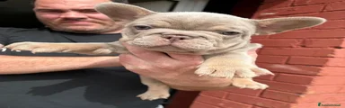 Bulldog Francese 4