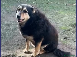 Meticcio cani PONCHO dolcissimo patatone 8-9anni - Annuncio 42