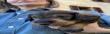 Bassotto Cucciolo 1