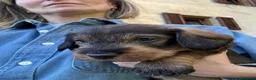 Bassotto cani in vendita: Cucciolo di Bassotto Standard pelo Duro - Annuncio 1