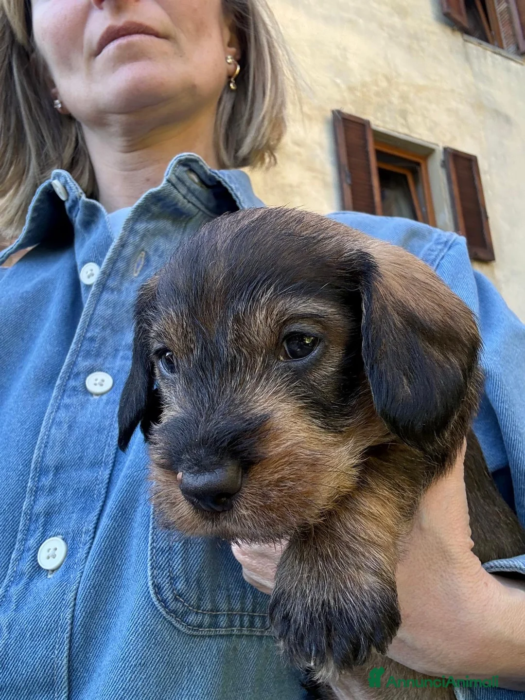 Bassotto cani in vendita: Cucciolo di Bassotto Standard pelo Duro - Annuncio 1