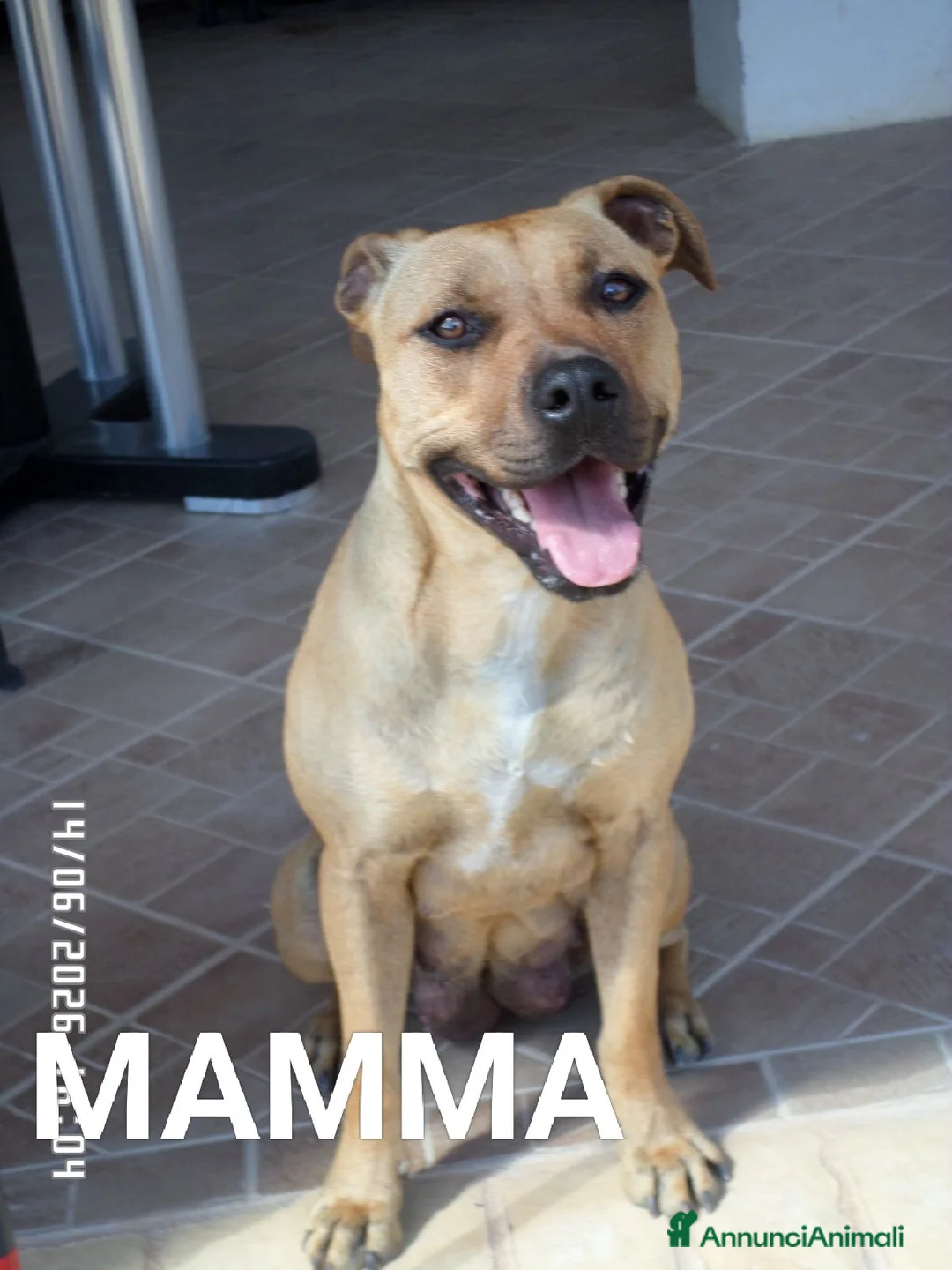 Staffordshire cani in vendita: Cuccioli Staffordshire bull terrier  - Annuncio 1