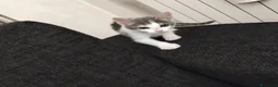 Altre razze gatti in regalo: Piccolo micetto di quasi due mesi cerca casa - Annuncio 4