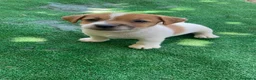 Jack Russell cani in vendita: Jack Russell Cuccioli  - Annuncio 8